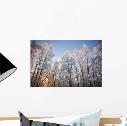 Sunset Light Shining Through Hoarfrost Covered Birch Trees Wall Mural