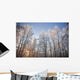 Sunset Light Shining Through Hoarfrost Covered Birch Trees Wall Mural