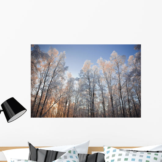 Sunset Light Shining Through Hoarfrost Covered Birch Trees Wall Mural