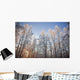 Sunset Light Shining Through Hoarfrost Covered Birch Trees Wall Mural
