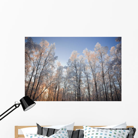 Sunset Light Shining Through Hoarfrost Covered Birch Trees Wall Mural