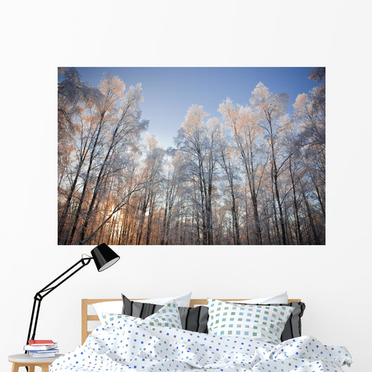 Sunset Light Shining Through Hoarfrost Covered Birch Trees Wall Mural
