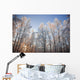 Sunset Light Shining Through Hoarfrost Covered Birch Trees Wall Mural