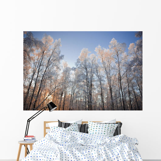 Sunset Light Shining Through Hoarfrost Covered Birch Trees Wall Mural