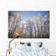 Sunset Light Shining Through Hoarfrost Covered Birch Trees Wall Mural