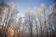 Sunset Light Shining Through Hoarfrost Covered Birch Trees Wall Mural