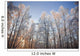 Sunset Light Shining Through Hoarfrost Covered Birch Trees Wall Mural