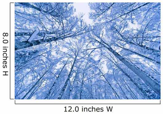 Tree Top Abstract Of A Snow Covered Birch Forest Wall Mural