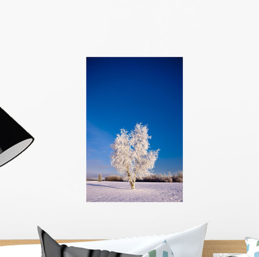 Hoarfrost Covered Birch Tree, Winter, Interior Alaska Wall Mural