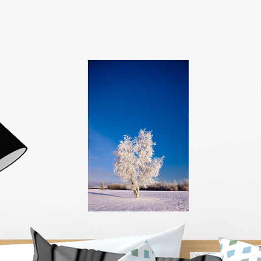 Hoarfrost Covered Birch Tree, Winter, Interior Alaska Wall Mural