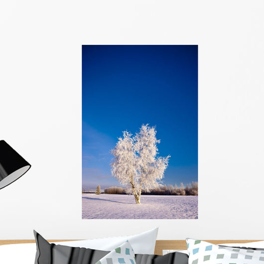 Hoarfrost Covered Birch Tree, Winter, Interior Alaska Wall Mural
