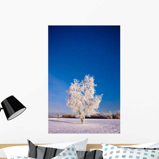 Hoarfrost Covered Birch Tree, Winter, Interior Alaska Wall Mural