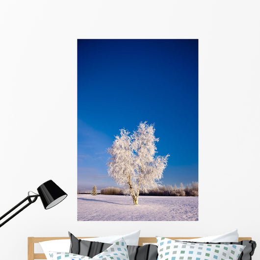 Hoarfrost Covered Birch Tree, Winter, Interior Alaska Wall Mural