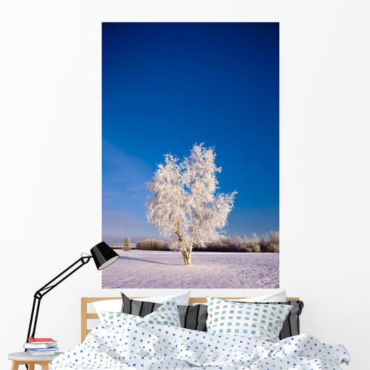Hoarfrost Covered Birch Tree, Winter, Interior Alaska Wall Mural