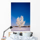 Hoarfrost Covered Birch Tree, Winter, Interior Alaska Wall Mural