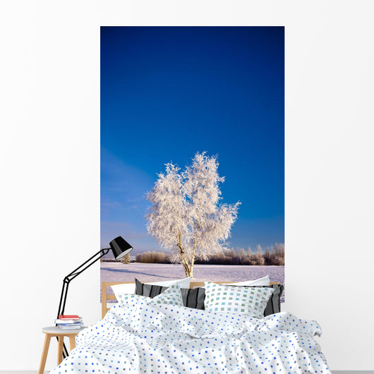 Hoarfrost Covered Birch Tree, Winter, Interior Alaska Wall Mural