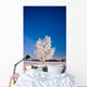 Hoarfrost Covered Birch Tree, Winter, Interior Alaska Wall Mural