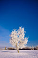 Hoarfrost Covered Birch Tree, Winter, Interior Alaska Wall Mural