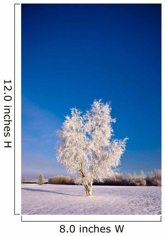 Hoarfrost Covered Birch Tree, Winter, Interior Alaska Wall Mural
