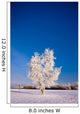 Hoarfrost Covered Birch Tree, Winter, Interior Alaska Wall Mural