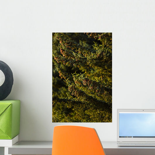 Close Up Of Spruce Tree, Autumn, Kodiak Island, Southwest Alaska Wall Mural