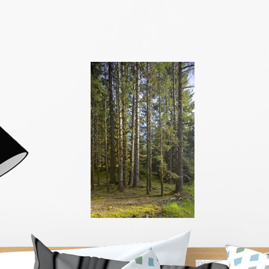 Spruce Tree Forest In Autumn, Kodiak Island, Southwest Alaska Wall Mural
