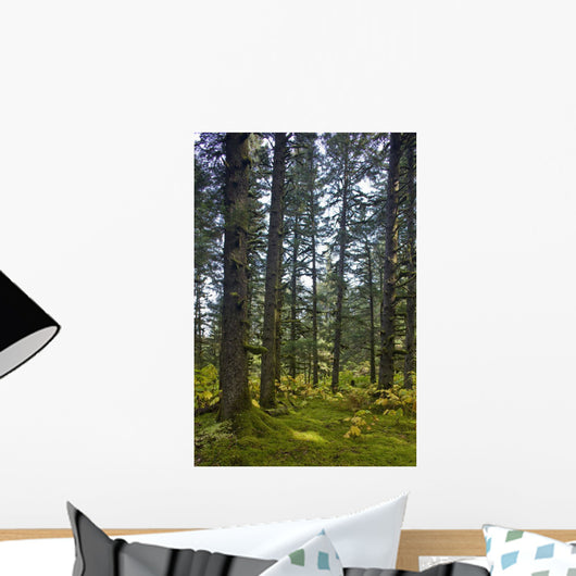 Spruce Tree Forest In Autumn, Kodiak Island, Southwest Alaska Wall Mural