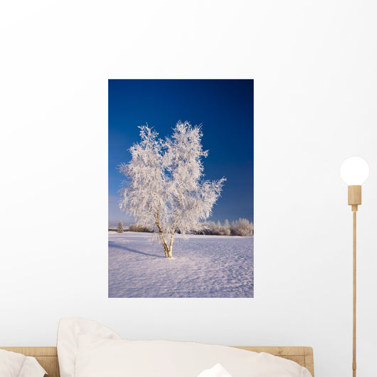 Hoarfrost Covered Birch Tree Wall Decal