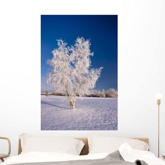 Hoarfrost Covered Birch Tree Wall Decal