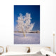 Hoarfrost Covered Birch Tree Wall Decal