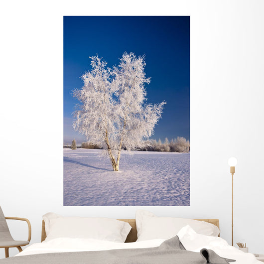 Hoarfrost Covered Birch Tree Wall Decal