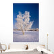 Hoarfrost Covered Birch Tree Wall Decal