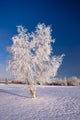 Hoarfrost Covered Birch Tree Wall Decal