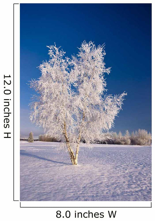 Hoarfrost Covered Birch Tree Wall Decal