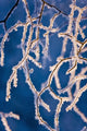Detail Birch Trees Covered Wall Decal