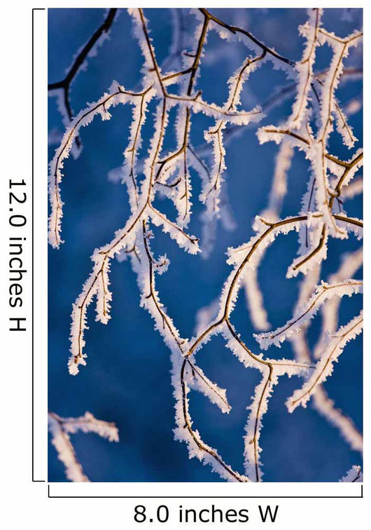 Detail Birch Trees Covered Wall Decal