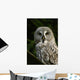 Owl Owl Wall Mural
