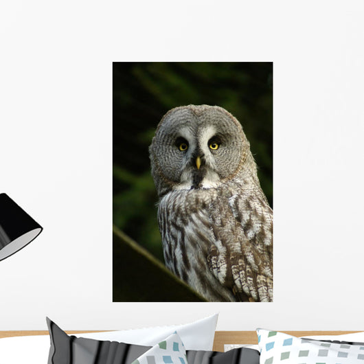 Owl Owl Wall Mural