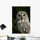 Owl Owl Wall Mural