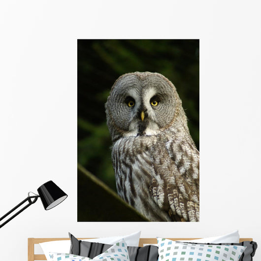 Owl Owl Wall Mural