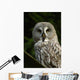 Owl Owl Wall Mural