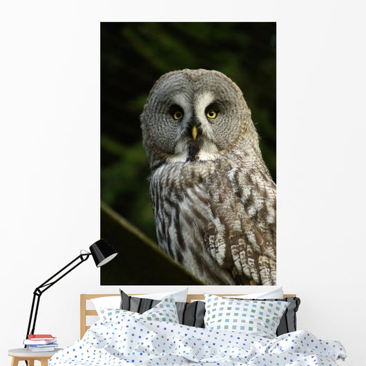 Owl Owl Wall Mural