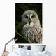 Owl Owl Wall Mural
