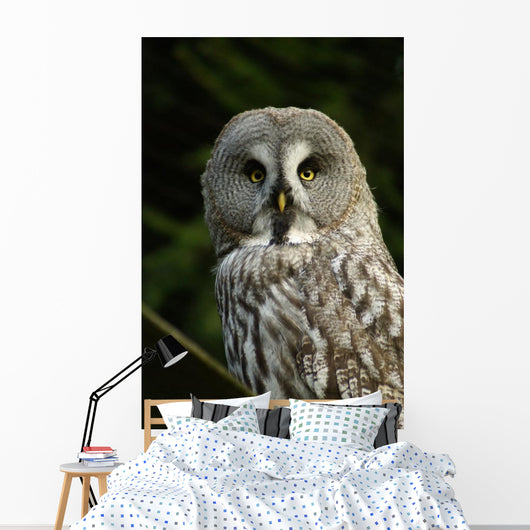 Owl Owl Wall Mural