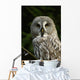 Owl Owl Wall Mural