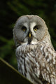 Owl Owl Wall Mural