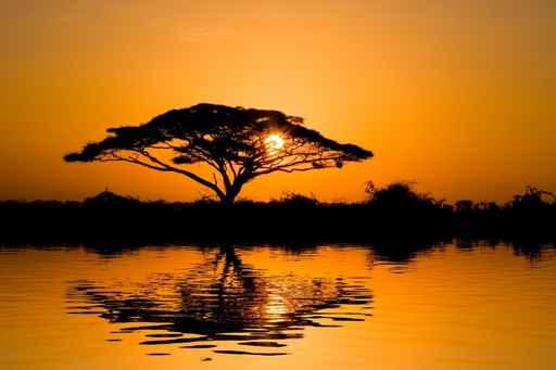 Acacia Tree Sunrise Wall Decal