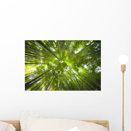 Bamboo forest in Japan Wall Mural