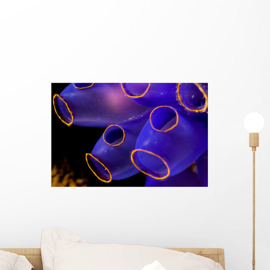 Soft Coral Close-up Indonesia Sulawesi Wall Mural