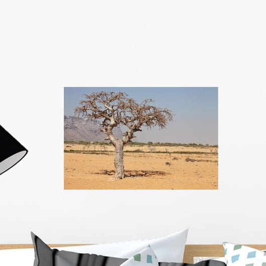 myrrh tree (Commiphora myrrha) Wall Mural
